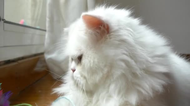 Кошка играет и смотрит в камеру — стоковое видео