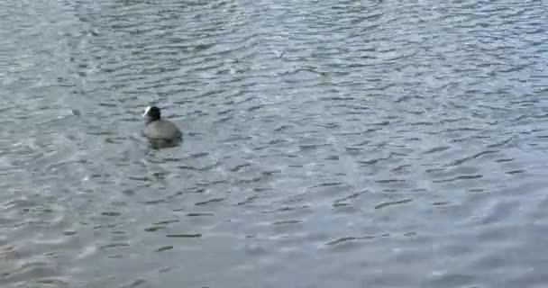 アヒルが湖で泳いでいて — ストック動画