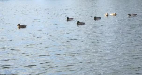 Patos nadando em um lago — Vídeo de Stock