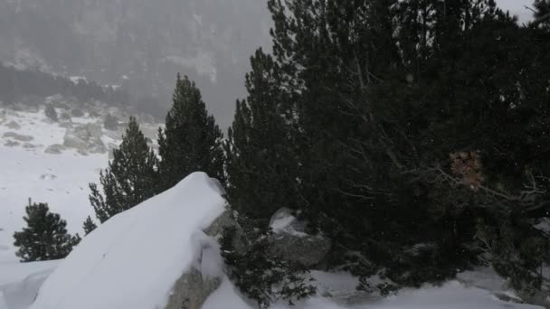 Падающий снег в зимнем парке — стоковое видео