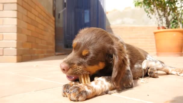 Cão comendo osso — Vídeo de Stock