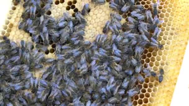 Пчелы на пчелином улее делают мед — стоковое видео