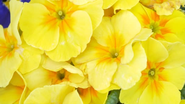 Fleurs jaunes en fleurs — Video