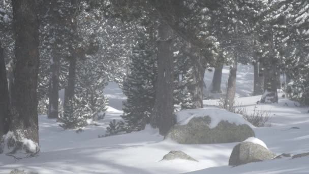 Caduta della neve in un parco invernale — Video Stock