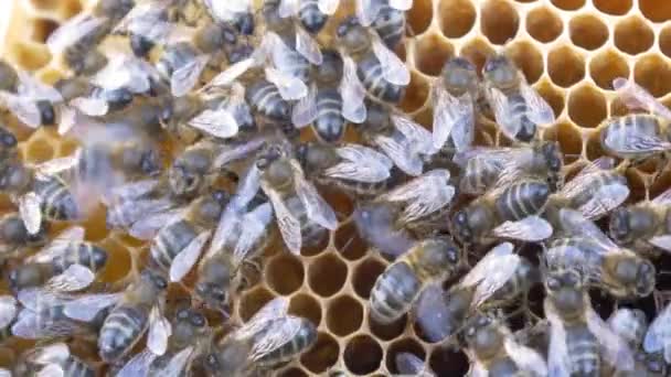 Abeilles sur ruche faire du miel — Video