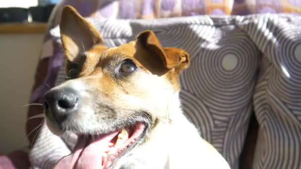 Hond kijkt naar camera — Stockvideo