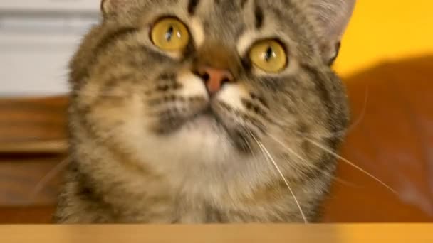 Wütend dreinblickende Katze — Stockvideo