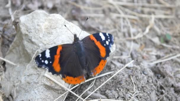 Vlinder zitten op steen — Stockvideo