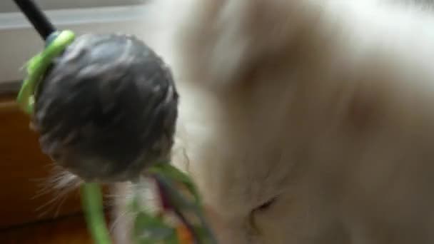 Кошка играет и смотрит в камеру — стоковое видео