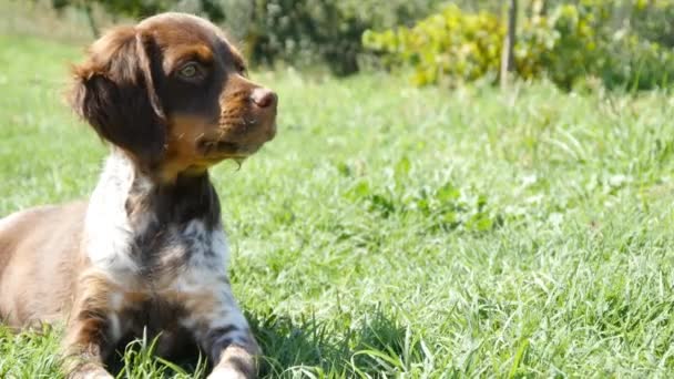 Hond kijkt naar camera — Stockvideo