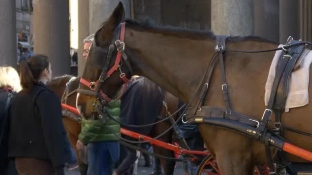 Carruaje de caballos en Roma, Italia — Vídeos de Stock