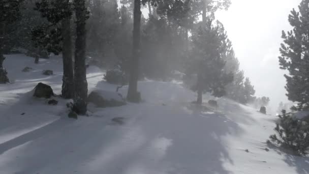 Vallende sneeuw in een Winter Park — Stockvideo