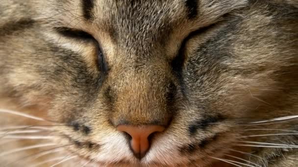 chat endormi 
