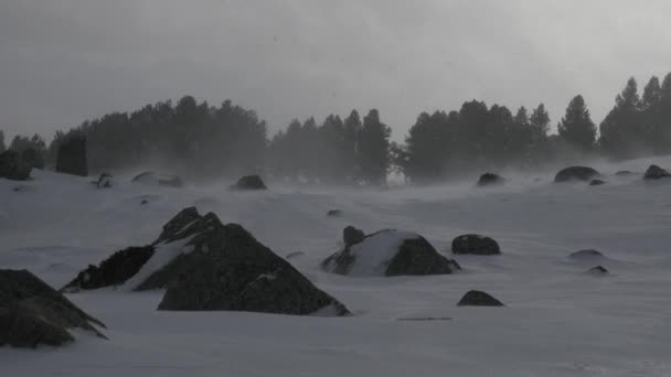 Χιόνι που υπάγονται σε ένα πάρκο του χειμώνα — Αρχείο Βίντεο