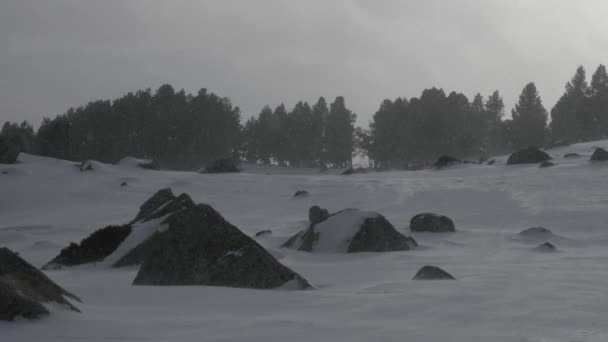 Vallende sneeuw in een Winter Park — Stockvideo