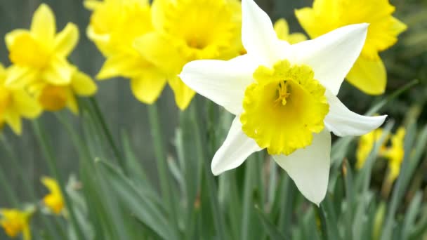 Blooming daffodil flowers — Stock Video