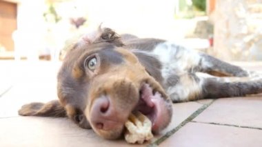 kemik yiyen köpek