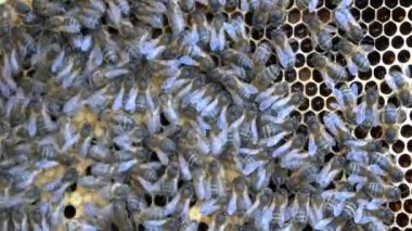 Arılar bal yapan arı kovanı üzerinde 