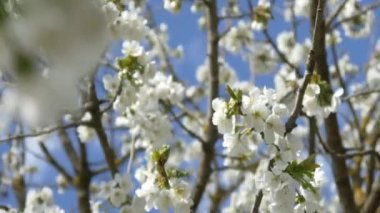 kiraz çiçeği ağacı