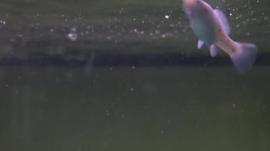 Sualtı akvaryum egzotik balık 