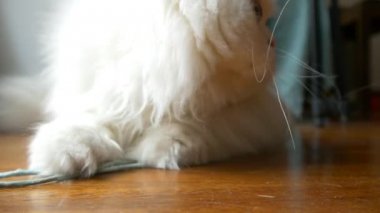 kedi oynama ve kameraya arıyorum