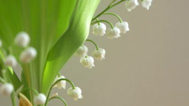 Zambak vadideki ışık arka plan üzerinde 