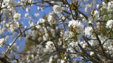 kiraz çiçeği ağacı