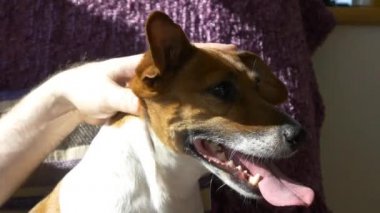 Köpek kameraya bakıyor.