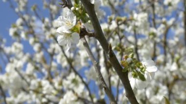 kiraz çiçeği ağacı