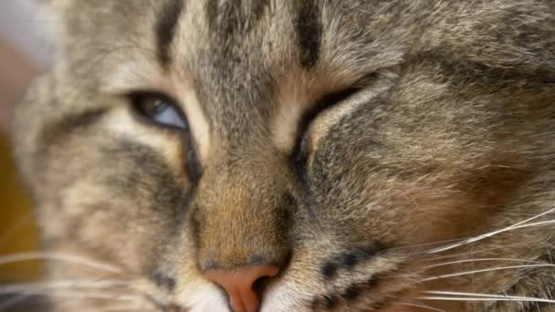 chat endormi 