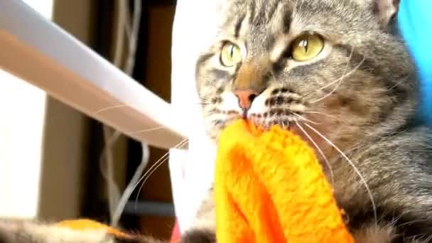 Wütend dreinblickende Katze — Stockvideo