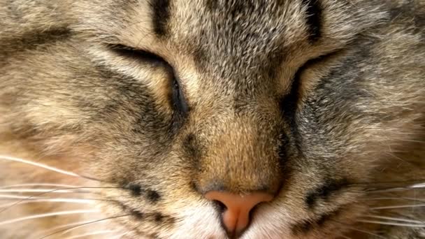 chat endormi 