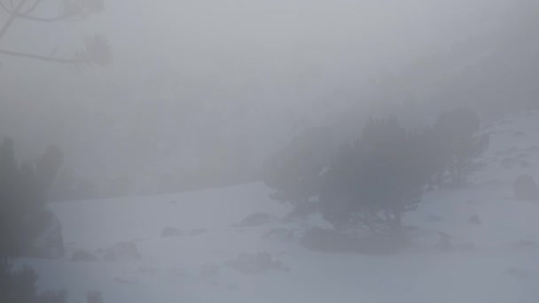 Nieve cayendo en un parque de invierno — Vídeo de stock