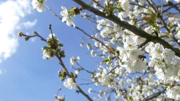 Árbol de flor de cerezo — Vídeo de stock