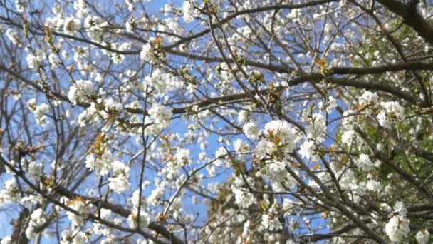 Arbre de fleur de cerisier — Video