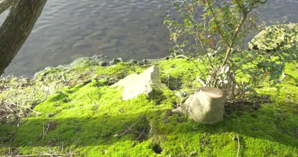 Margem do lago com ondulações de água — Vídeo de Stock