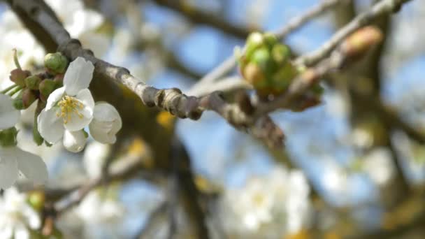 Árbol de flor de cerezo — Vídeo de stock