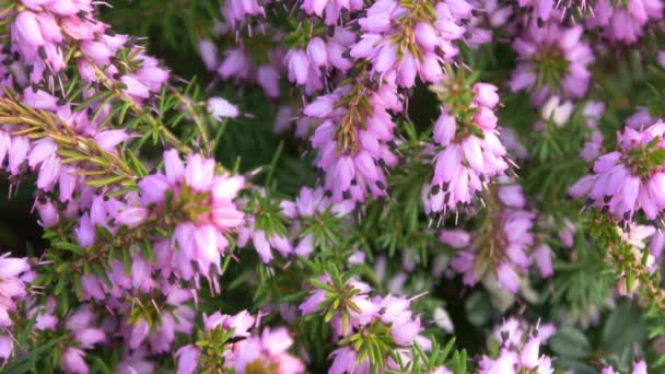 Fleurs à fleurs pourpres — Video