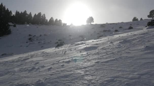 Falling snow in a winter park — Stock Video