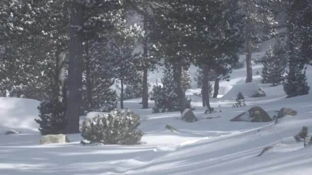 Caduta della neve in un parco invernale — Video Stock