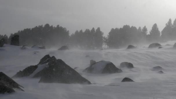 Caduta della neve in un parco invernale — Video Stock