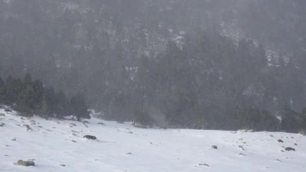 Caduta della neve in un parco invernale — Video Stock