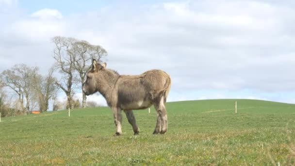 Mule häst på ängen — Stockvideo