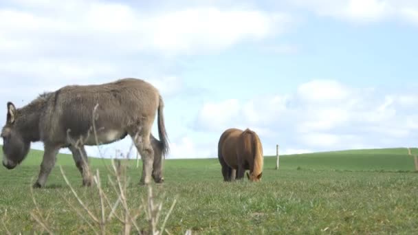 Maultier und Pferd auf der Weide — Stockvideo