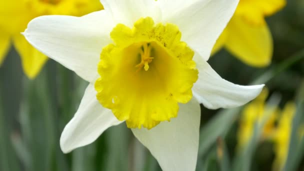 Flores florecientes de narciso — Vídeo de stock