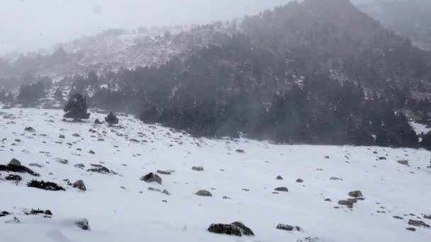 Chute de neige dans un parc d'hiver — Video