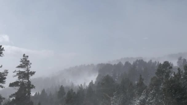 Vallende sneeuw in een Winter Park — Stockvideo