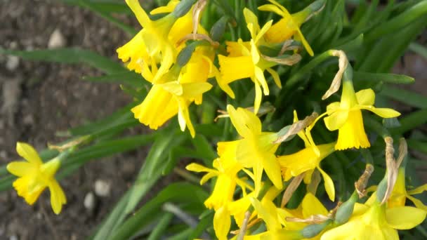 Bloeiende narcissen bloemen — Stockvideo