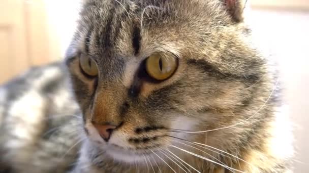Wütend dreinblickende Katze — Stockvideo