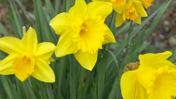 fleurs de jonquille en fleurs 